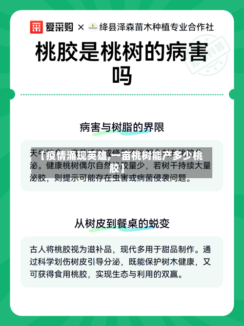 【疫情涌现英雄,一亩桃树能产多少桃胶】