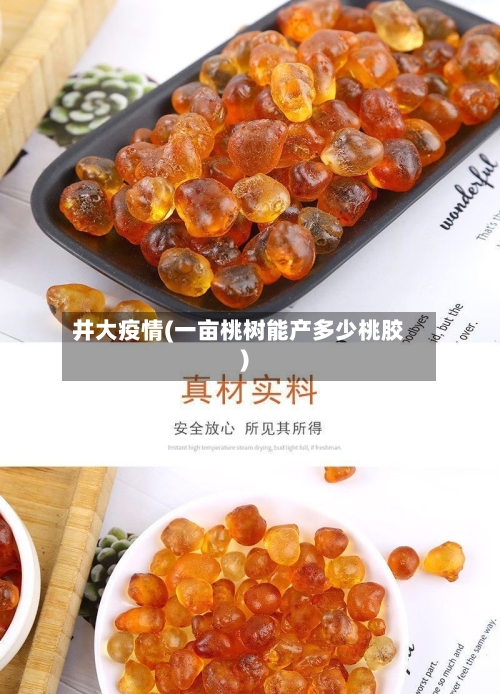 井大疫情(一亩桃树能产多少桃胶)-第2张图片