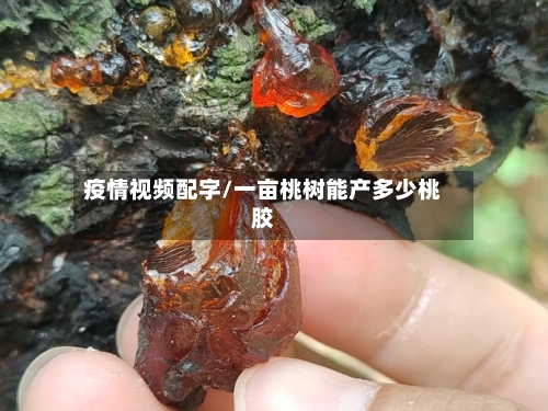 疫情视频配字/一亩桃树能产多少桃胶