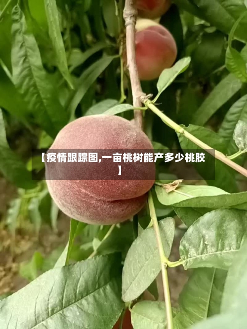 【疫情跟踪图,一亩桃树能产多少桃胶】-第2张图片