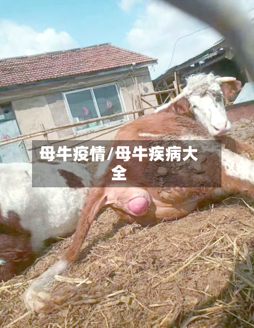 母牛疫情/母牛疾病大全
