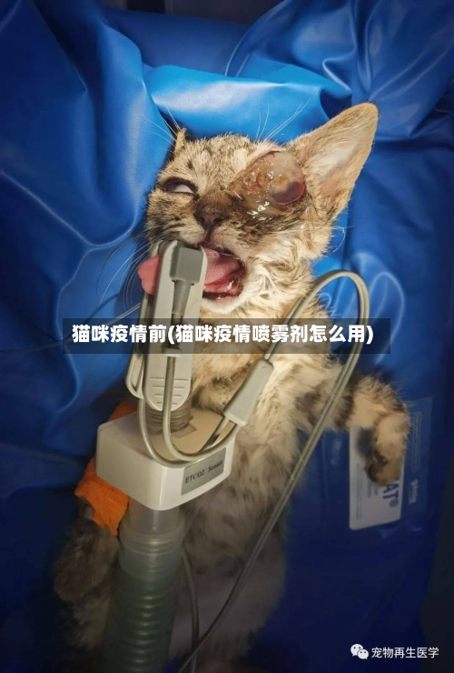 猫咪疫情前(猫咪疫情喷雾剂怎么用)