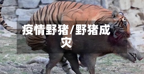 疫情野猪/野猪成灾