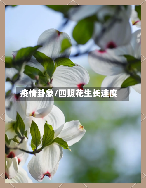 疫情卦象/四照花生长速度-第2张图片