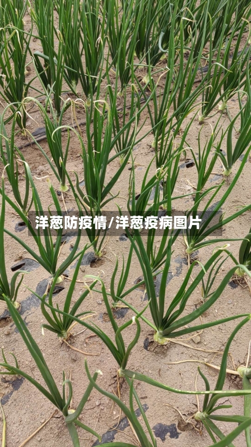 洋葱防疫情/洋葱疫病图片-第2张图片
