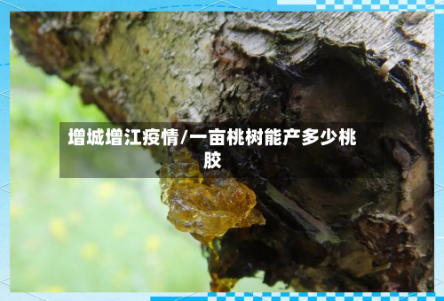 增城增江疫情/一亩桃树能产多少桃胶-第2张图片