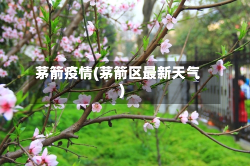茅箭疫情(茅箭区最新天气)-第2张图片