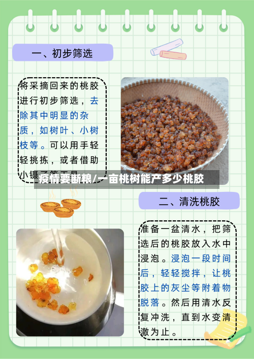 疫情要断粮/一亩桃树能产多少桃胶