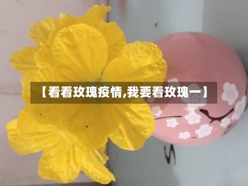 【看看玫瑰疫情,我要看玫瑰一】-第2张图片