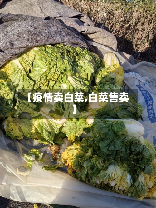 【疫情卖白菜,白菜售卖】
