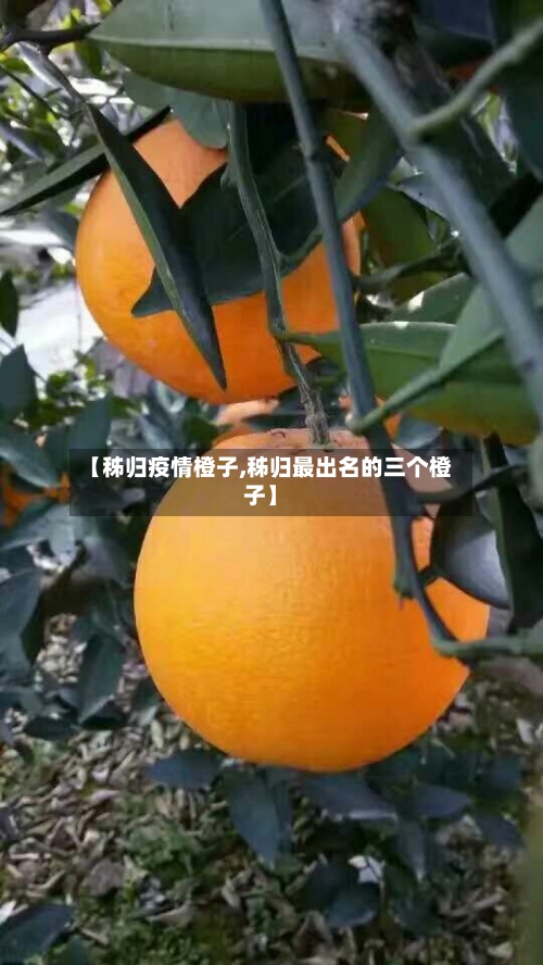 【秭归疫情橙子,秭归最出名的三个橙子】