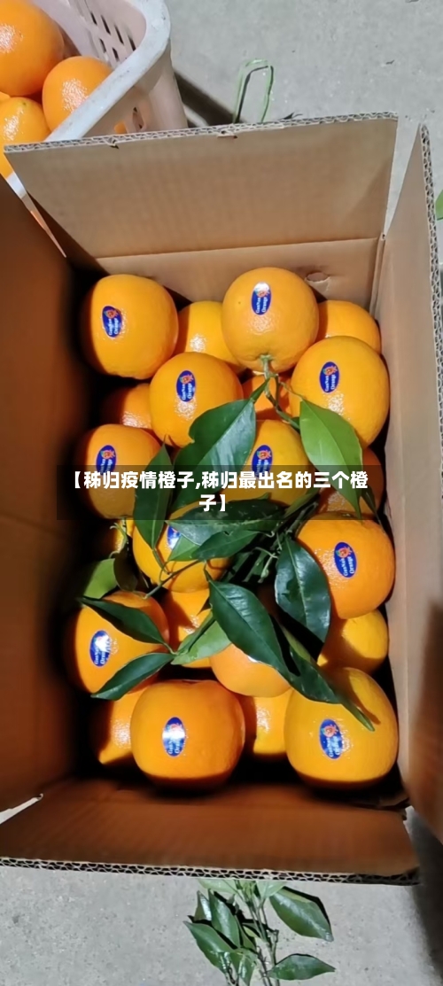 【秭归疫情橙子,秭归最出名的三个橙子】-第3张图片