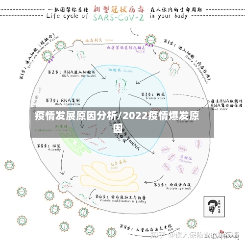 疫情发展原因分析/2022疫情爆发原因-第3张图片