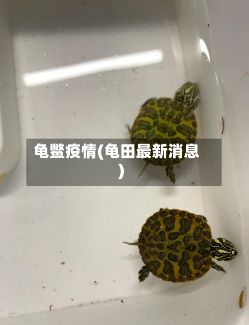 龟鳖疫情(龟田最新消息)-第3张图片