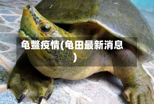龟鳖疫情(龟田最新消息)