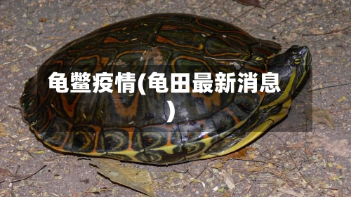 龟鳖疫情(龟田最新消息)-第2张图片